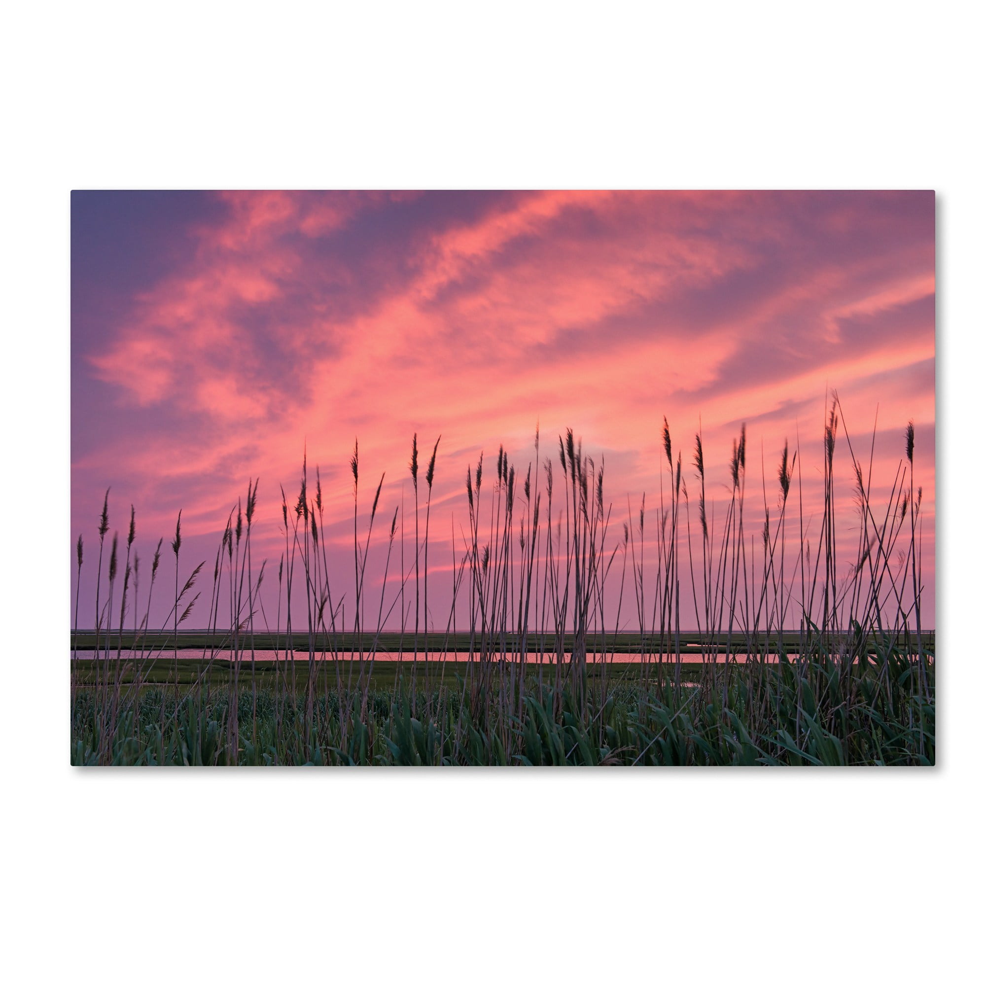 Trademark Fine Art "Marsh Reeds" Canvas Art by Michael Blanchette Photography