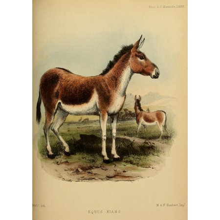 Zoological Society 1850 Kiang Poster Print by  J Wolf