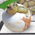 thumbnail image 4 of MasteelfCA 3Pcs Multifunctional Pet Insulation Pad Warm Reflective Film Reptile Heat Pad, 4 of 8