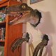 thumbnail image 2 of Red Estatua de pared de dinosaurio delicado 3d, estatuilla de pared, dinosaurio realista, 2 of 5