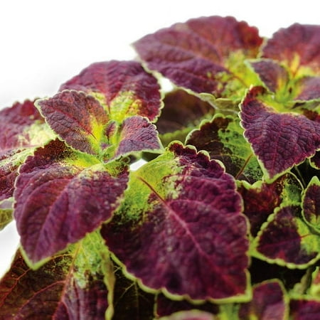 QT PW COLEUS