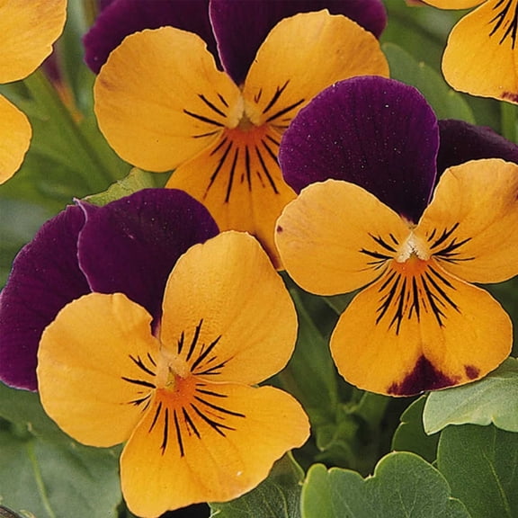Sorbet Series viola Orange Jump Up ~25 seeds | Non-GMO, Heirloom Flower Seeds for Pots, Borders, Containers | Early Blooming, Cold Hardy Annuals for Spring & Fall Color