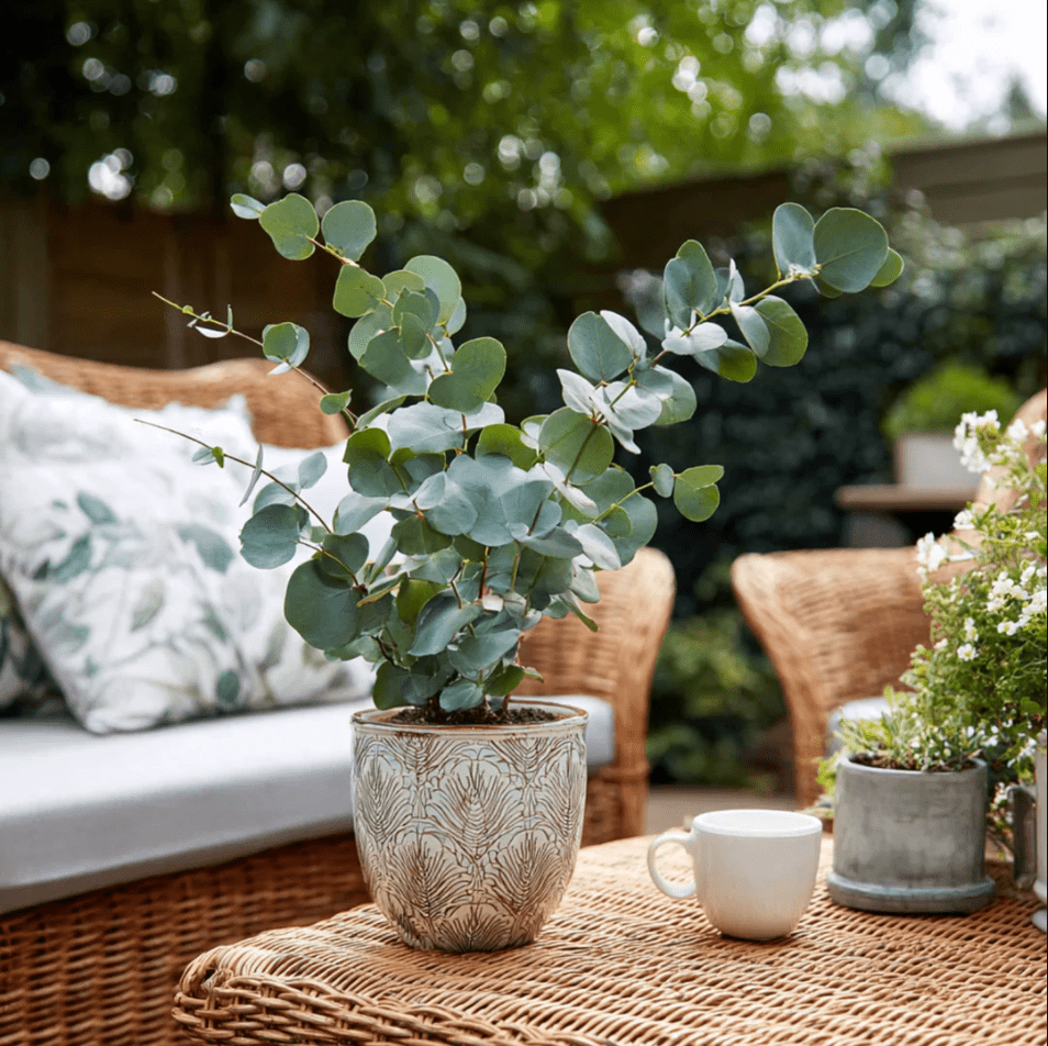 Eucalyptus Silver Dollar Plant Live for Planting, Silver Dollar Plant Indoor Outdoor, Fragrant Eucalyptus, Baby Blue Eucalyptus Plant, 6-8 Inch Tall, 5 Inch Pot