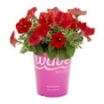 thumbnail image 2 of Wave 1QT Red Petunia Live Annual Plant Sun 5-Pack, 2 of 6