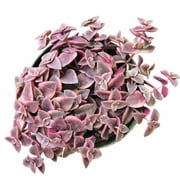 Calico Kitten Crassula, Purple Succulent, Valentine Gift Ideas - 2 inch size with Clay Pot