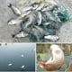 thumbnail image 3 of Red de pesca de malla de pesca de carpa de tres capas redes de plomo de fundición grande para exteriores, 3 of 9