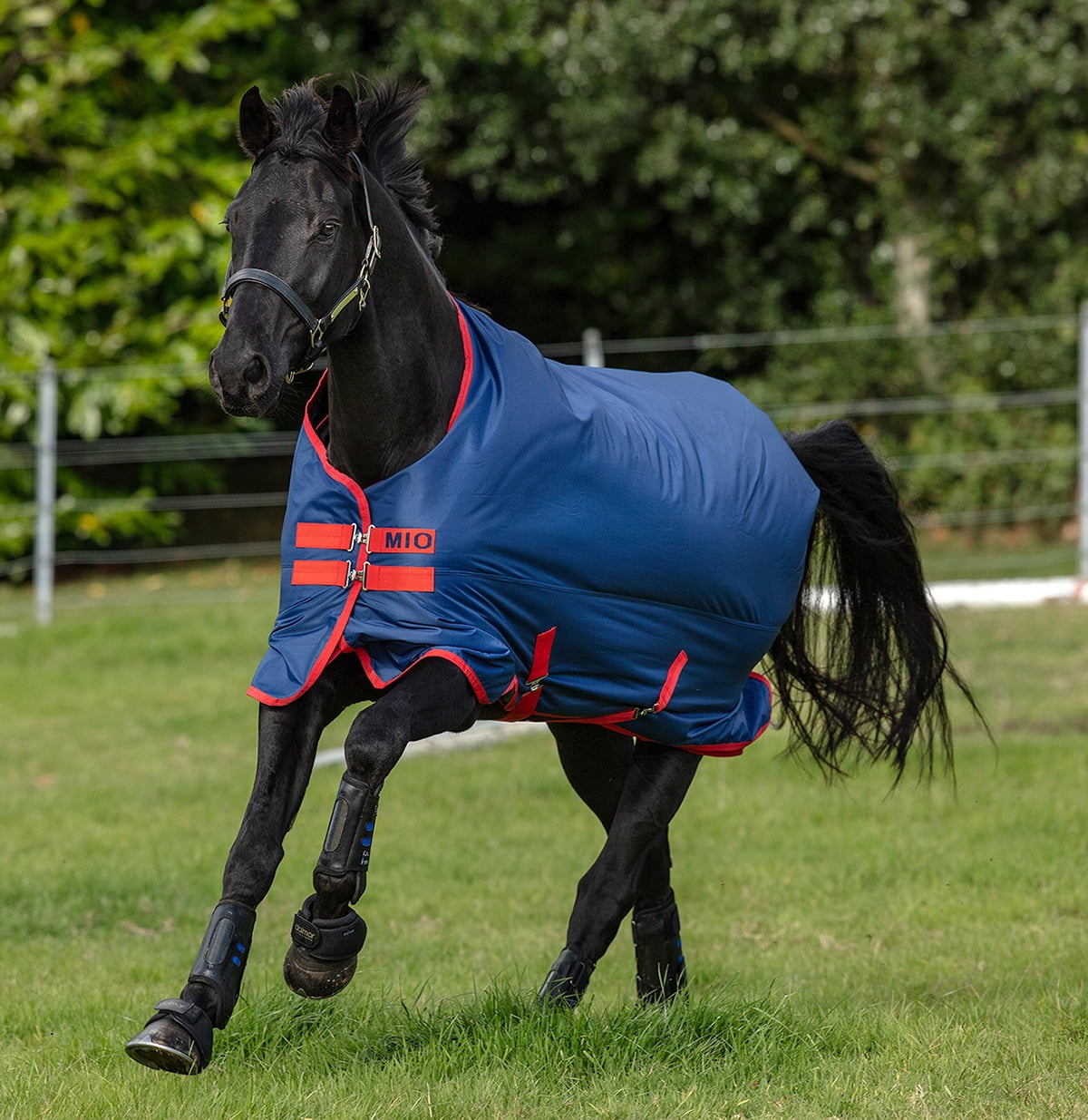 Amigo Mio 600D Turnout Horse Blanket, 200g