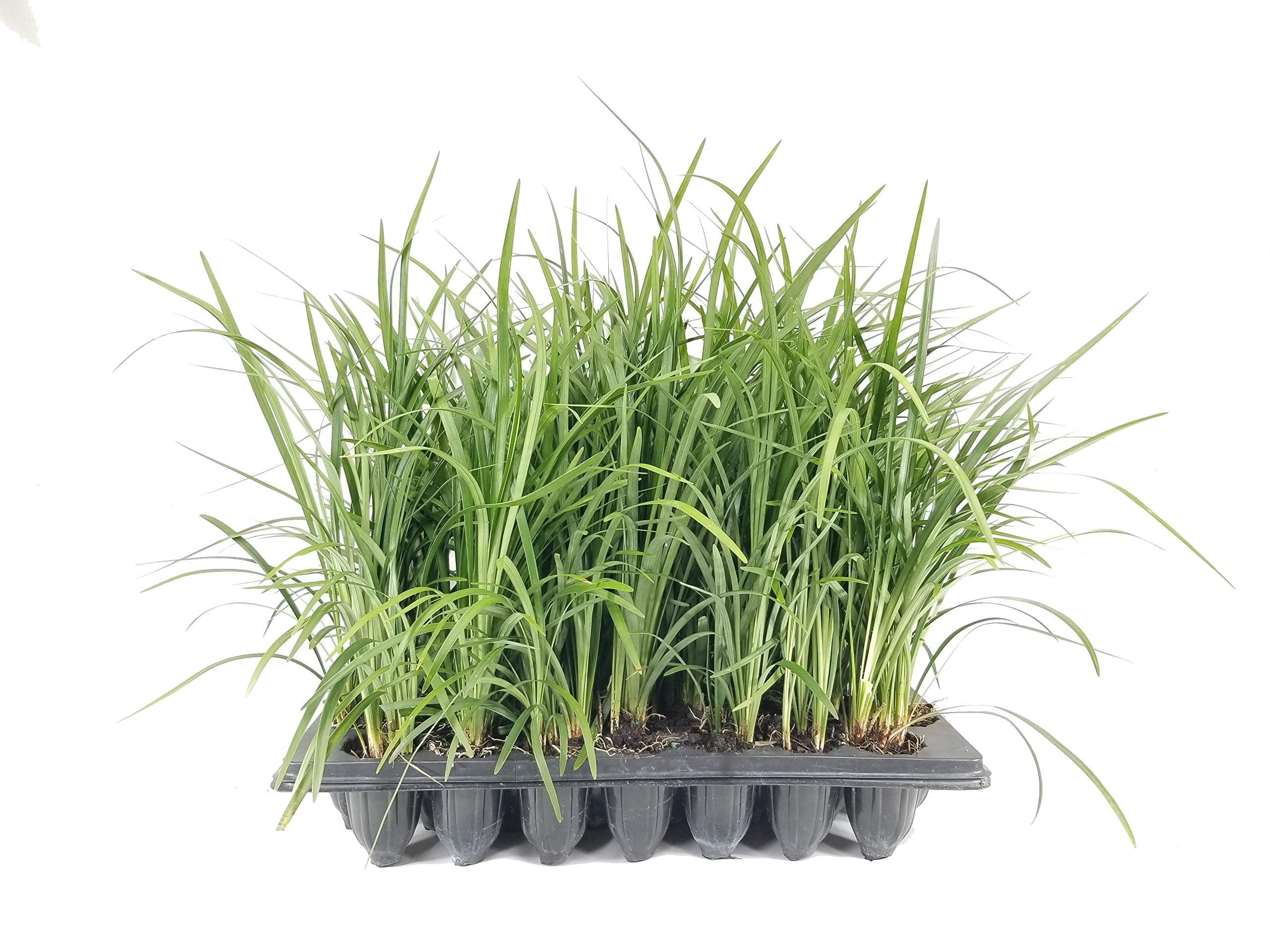 Emerald Goddess Liriope Muscari - 10 Live Plants - Drought Tolerant Low Maintenance Evergreen Ground Cover Grass