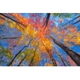 thumbnail image 2 of Golub, Robert 18x13 Gold Ornate Wood Framed with Double Matting Museum Art Print Titled - Tree Pops, 2 of 4