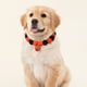 thumbnail image 4 of Collar de Halloween para Mascotas con Bolas de Pelo Sintético, Diseño de Calabaza y Cascabeles | Naranja | Talla S (15-22 Cm) | Poliéster Ligero | Diseño Festivo, 4 of 6