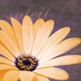 thumbnail image 3 of Gibbons, Lauren 20x20 Black Modern Framed Museum Art Print Titled - Orange Flower, 3 of 5