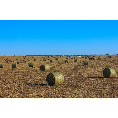 LAMINATED POSTER Field Hay Hay Bales Farmland Poster Print 24 x (Best Seed For Hay Field)