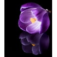 thumbnail image 2 of Gade, Jens 20x23 Black Ornate Wood Framed with Double Matting Museum Art Print Titled - Crocus Flower With Reflections, 2 of 4