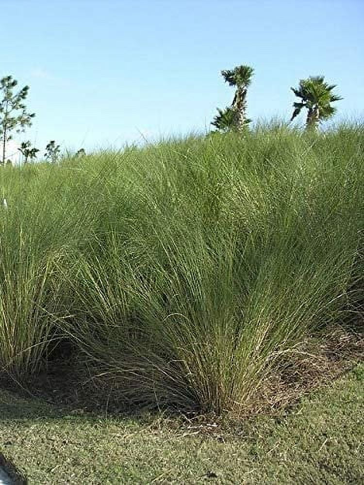 Sand Cord Grass  40 Live Plants  Spartina Bakeri  Drought Tolerant Low Maintenance Marsh Grass