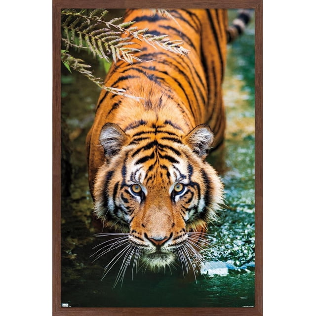 Tigre - Eau