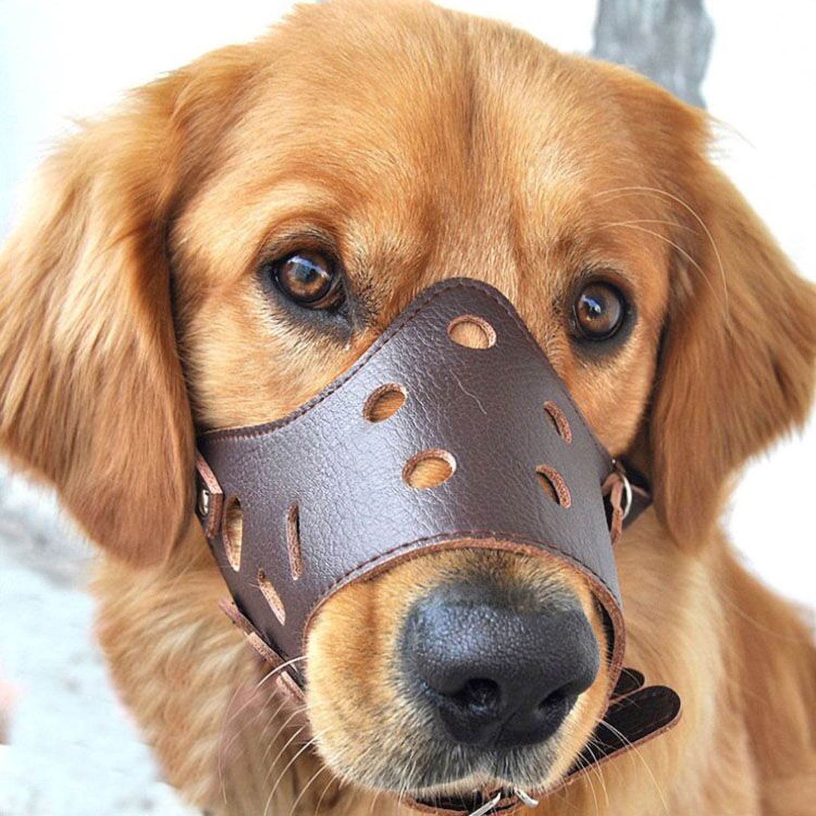 A Muzzle For Dogs Eating Poop