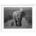 thumbnail image 2 of Art.com Mother and Calf, African Elephant (Loxodonta Africana), Addo National Park, South Africa, Africa Photographic Print by Ann & Steve Toon, White Frame Wall Art, 40" x 32", 2 of 5