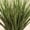 Green, variant on Decorative Grass Bushes, Set of 3