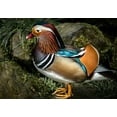 thumbnail image 2 of Ronin 24x18 White Modern Wood Framed Museum Art Print Titled - Manderin Duck, 2 of 4