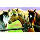thumbnail image 1 of Puzzle de 1000 piezas Horse Fence de SunsOut SUNSOUT INC 796780709225, 1 of 1