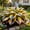 B, variant on Mixed Hostas for planting-Premium Stake for Outdoor Decoration,Low Maintenance,Perfect for Balcony(Non-Artificial)