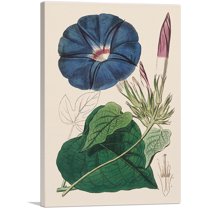 ARTCANVAS Blue Morning Glory Flower 1815 Canvas Art Print by Sydenham Edwards - Size: 18" x 12" (0.75" Deep)