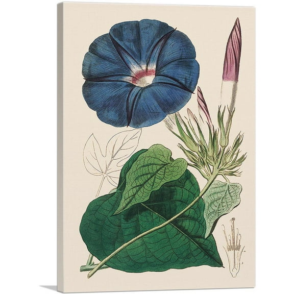 ARTCANVAS Blue Morning Glory Flower 1815 Canvas Art Print by Sydenham Edwards - Size: 26" x 18" (0.75" Deep)