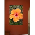 thumbnail image 2 of Howard Orange Hybiscus Wall Decal, 2 of 2