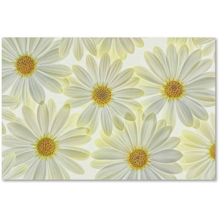 UPC 190836257393 product image for Trademark Fine Art  Daisy Flowers  Canvas Art by Cora Niele | upcitemdb.com