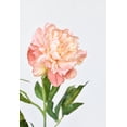 thumbnail image 3 of 28" Faux Peach Peony Stem, 3 of 6