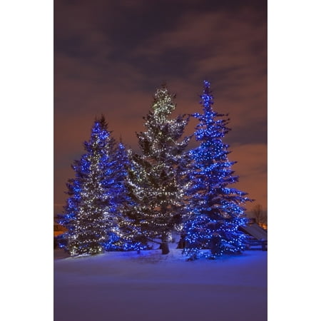 Kohl's Canada Calgary Calgary Alberta Canada Christmas Lights On Evergreen Trees At Sunset Canvas Art - Michael Interisano Design Pics (24 x 38) ()