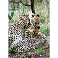 thumbnail image 2 of Dana Underdahl 14x18 Gallery Wrapped Canvas Wall Art Titled - Cheetah III, 2 of 4