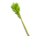 thumbnail image 6 of Mairbeon 1 Set Dried Flower Bouquet Romantic Easter Celebration Bunny Tail Household Products, 6 of 9