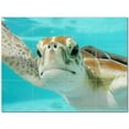 thumbnail image 1 of Turtle Ceramic Tile Mural Kitchen Backsplash Bathroom Shower 402964-M43, 1 of 3