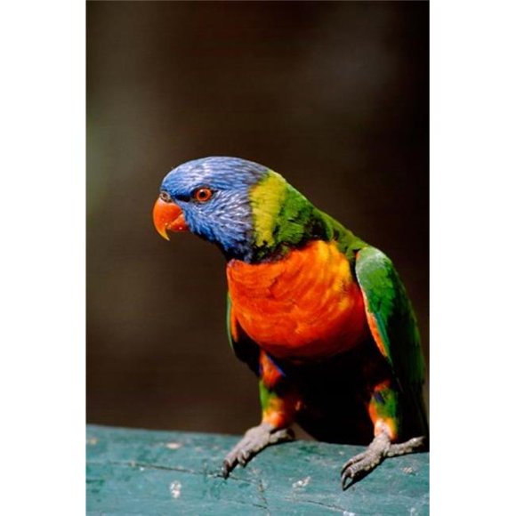 Danita Delimont PDDAU01CMI0024 Australia Queensland Rainbow Lorikeet Bird Poster Print by Cindy Miller Hopkins, 17 x 26