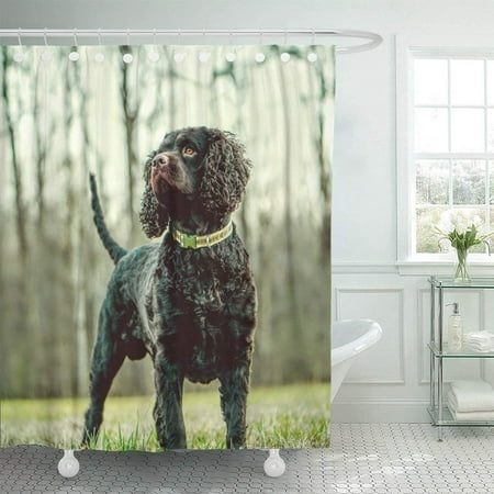 WOPOP Aws American Water Spaniel Best Dog Dogs Field Friend Grass Hunting Shower Curtain 66x72