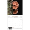 thumbnail image 4 of Fantastic Fungi Wall Calendar 2025: Inspired by the Louie Schwartzberg Film (Other), 4 of 4
