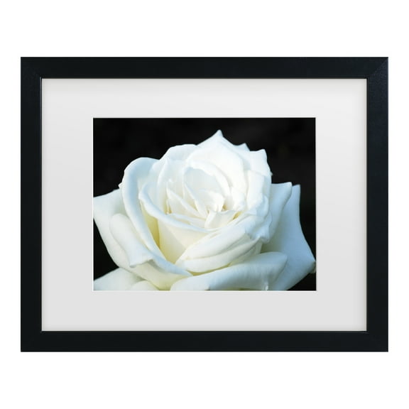 Trademark Fine Art 'White Rose II' Canvas Art by Kurt Shaffer