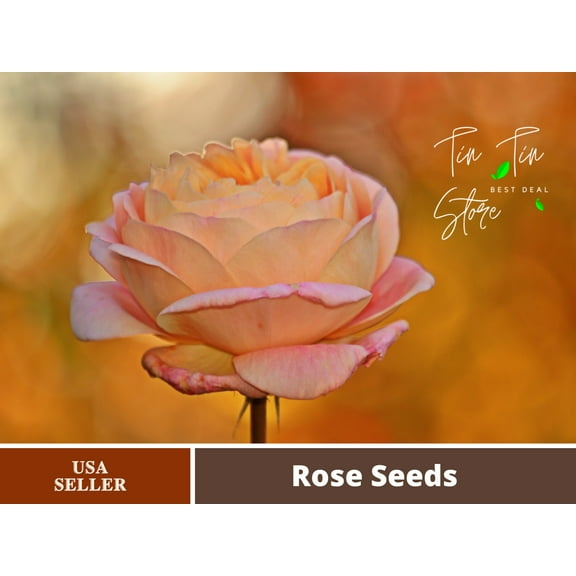 30 Rare seed-Champagne Rose For Planting Bush Yellow Plant Rare-#1104-Authentic Seeds-Flowers-Rose seeds-Herb seeds-Vegetable Seeds-B3G1