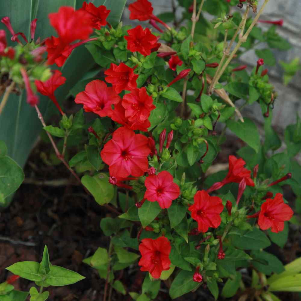 Four O' Clock Seeds - Mirabilis Jalapa Red Flower Seed - 1 LB