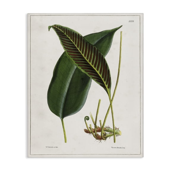 Stupell Industries Cottage Leaf and its Underside Study Canvas Art, 16 x 20, by Tina Higgins Designs Inc.