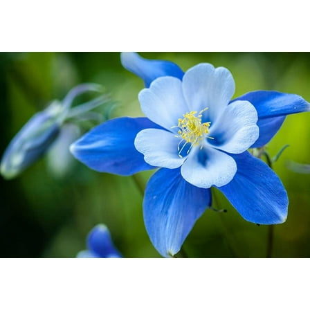 1,000  Blue Colorado Columbine Flower Seeds, Non-GMO