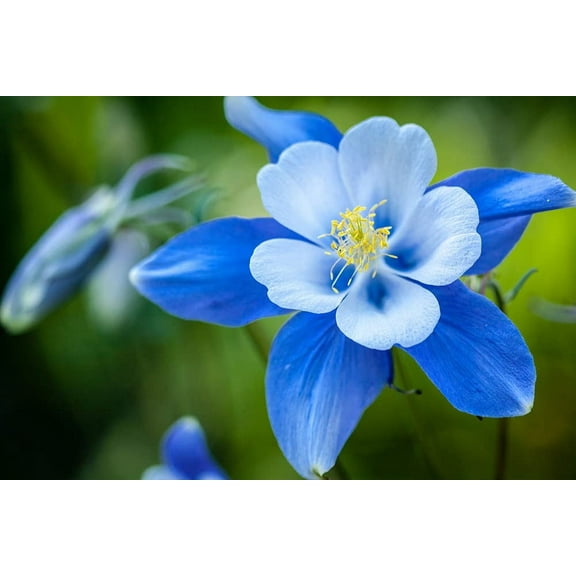 1,000  Blue Colorado Columbine Flower Seeds, Non-GMO