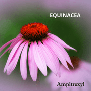 Ampitrexyl, Dietary Supplement, Formula 100% Natural, Helps Support Immune System, Vitamin C, Zinc, 30 Capsules, 500 mg