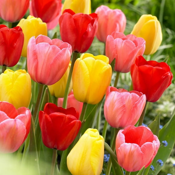 TASC Flower Bulbs- Tulipa Hybride de Darwin Assorted (20 Bulbs)