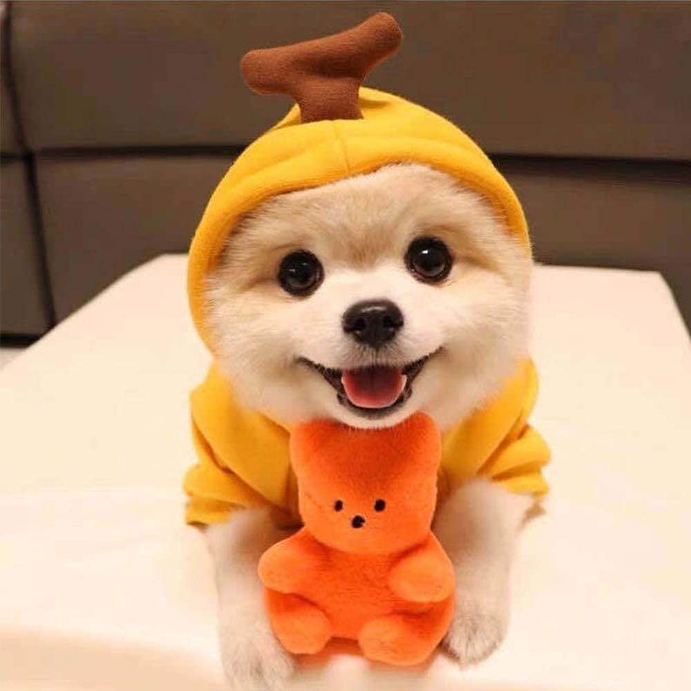 Baby chihuahua clothes sales