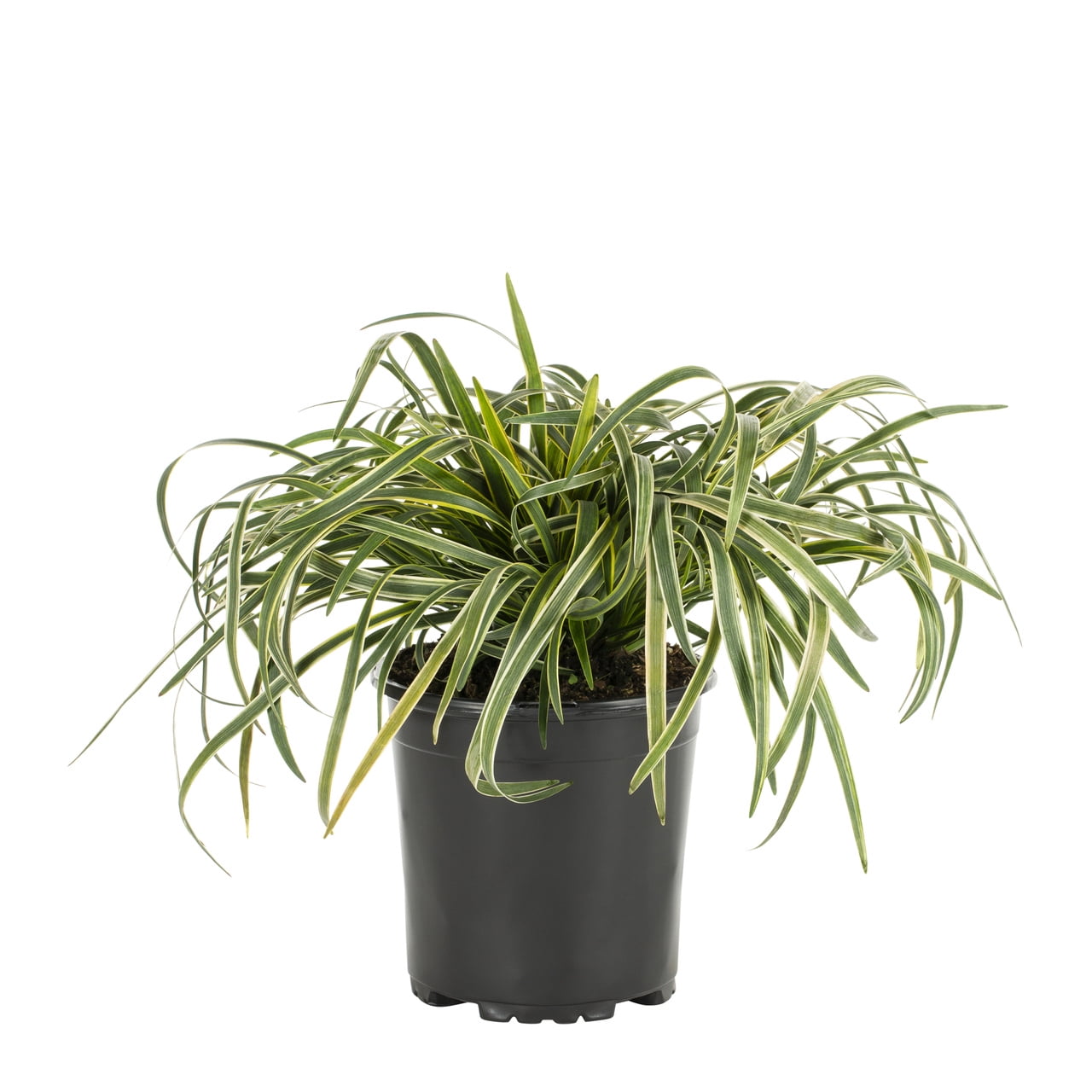 Expert Gardener 2QT Variegated Liriope Live Perennial Plant Sun 3-Pack