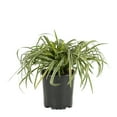 thumbnail image 2 of Expert Gardener 2.5QT Variegated Liriope Live Perennial Plant Sun 3-Pack, 2 of 5