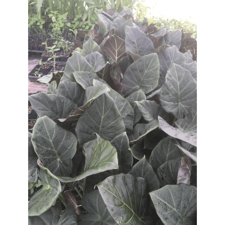 potting mix for fiddle leaf fig Fiddle Leaf Fig and Ficus Imperial Potting Soil Mix Standard Bag