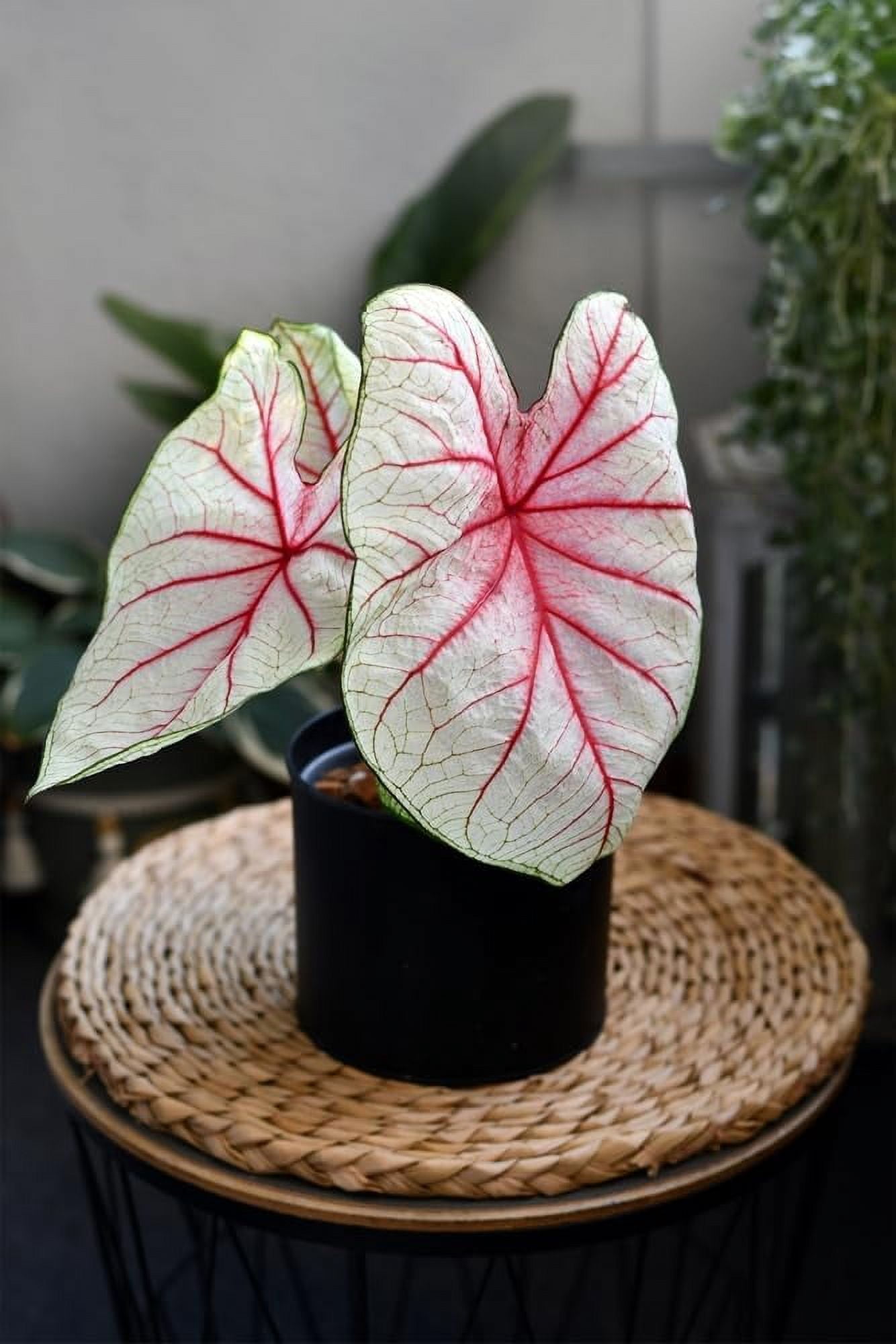 Bubble Gum Breeze Caladium Bulbs for Planting - Perennial Hosta, Elephant Ears (2 Bulbs)